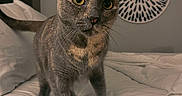 Sugar joined the competition — help win amazing prizes! bed, bedding, cat, cozy, curious, decor, domestic_animal, feline, fur, gray_cat, head_tilt, home, indoor, looking_at_camera, pet, portrait, soft_lighting, wall_art, whiskers, yellow_eyes