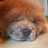 Blue Bell participe au concours pour gagner de l'argent avec cette photo : adorable, animal, brown, calm, close_up, cute, dog, fluffy, fur, indoor, muzzle, nose, peaceful, pet, portrait, relaxation, resting, sleeping, soft, whiskers