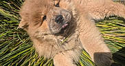 Blue Bell participe au concours pour gagner de l'argent avec cette photo : adorable, animal, chow_chow, cute, daylight, dog, fluffy, fur, grass, nature, outdoor, pet, playful, puppy, relaxed, resting, summer, sunlight, tongue_out, young_dog