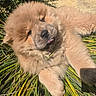 adorable, animal, chow_chow, cute, daylight, dog, fluffy, fur, grass, nature, outdoor, pet, playful, puppy, relaxed, resting, summer, sunlight, tongue_out, young_dog