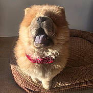 Blue Bell participe au concours pour gagner de l'argent avec cette photo : animal, brown, chow_chow, companion, cozy, cute, dog, dog_bed, fluffy, fur, happy, indoor, mammal, pet, portrait, red_bandana, sitting, sunlight, tongue_out, warm_light