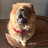 animal, brown, chow_chow, companion, cozy, cute, dog, dog_bed, fluffy, fur, happy, indoor, mammal, pet, portrait, red_bandana, sitting, sunlight, tongue_out, warm_light