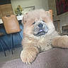 Blue Bell participe au concours pour gagner de l'argent avec cette photo : animal, brown, chair, chow_chow, couch, cozy, cute, decor, dog, flowers, fluffy, furniture, indoor, living_room, pet, portrait, puppy, relaxed, tongue_out, vase
