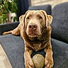 Franklin joined the competition — help win amazing prizes! animal, ball, brown_dog, canine, closeup, companion, couch, dog, domestic, friendly, fur, home, indoor, looking, paw, pet, playing, relaxed, sitting, toy