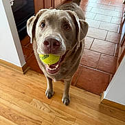 Franklin joined the competition — help win amazing prizes! animal, brown_dog, cabinet, canine, dog, domestic_animal, ears, flooring, happy, house, indoor, kitchen, looking_up, mouth, pet, playing, tail, tennis_ball, tile_floor, wooden_floor