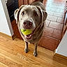 animal, brown_dog, cabinet, canine, dog, domestic_animal, ears, flooring, happy, house, indoor, kitchen, looking_up, mouth, pet, playing, tail, tennis_ball, tile_floor, wooden_floor
