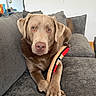 animal, brown_dog, canine, companion, couch, cozy, cute, dog, domestic_animal, furniture, gray_couch, home, indoor, living_room, looking_at_camera, paw, pet, plush, relaxed, toy