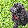 Alfred participe au concours pour gagner de l'argent avec cette photo : alert, animal, black_dog, clover, curly_fur, cute, dog, fur, grass, greenery, nature, outdoor, pet, playful, poodle, puppy, red_collar, side_view, small_dog, young_dog
