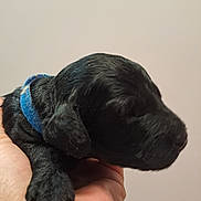 Alfred a rejoint le concours — aidez-le/la à gagner de superbes lots ! adorable, animal, black_dog, closeup, collar, companion, cute, domestic_animal, fur, hand, indoor, mammal, newborn, pet, portrait, puppy, resting, sleeping, small, young_animal