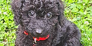Alfred a rejoint le concours — aidez-le/la à gagner de superbes lots ! adorable, animal, bell, black_dog, clover, collar, curly_fur, cute, eyes, fur, grass, nature, outdoor, pet, playful, puppy, sitting, small_dog, summer, young_dog