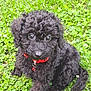 adorable, animal, bell, black_dog, clover, collar, curly_fur, cute, eyes, fur, grass, nature, outdoor, pet, playful, puppy, sitting, small_dog, summer, young_dog