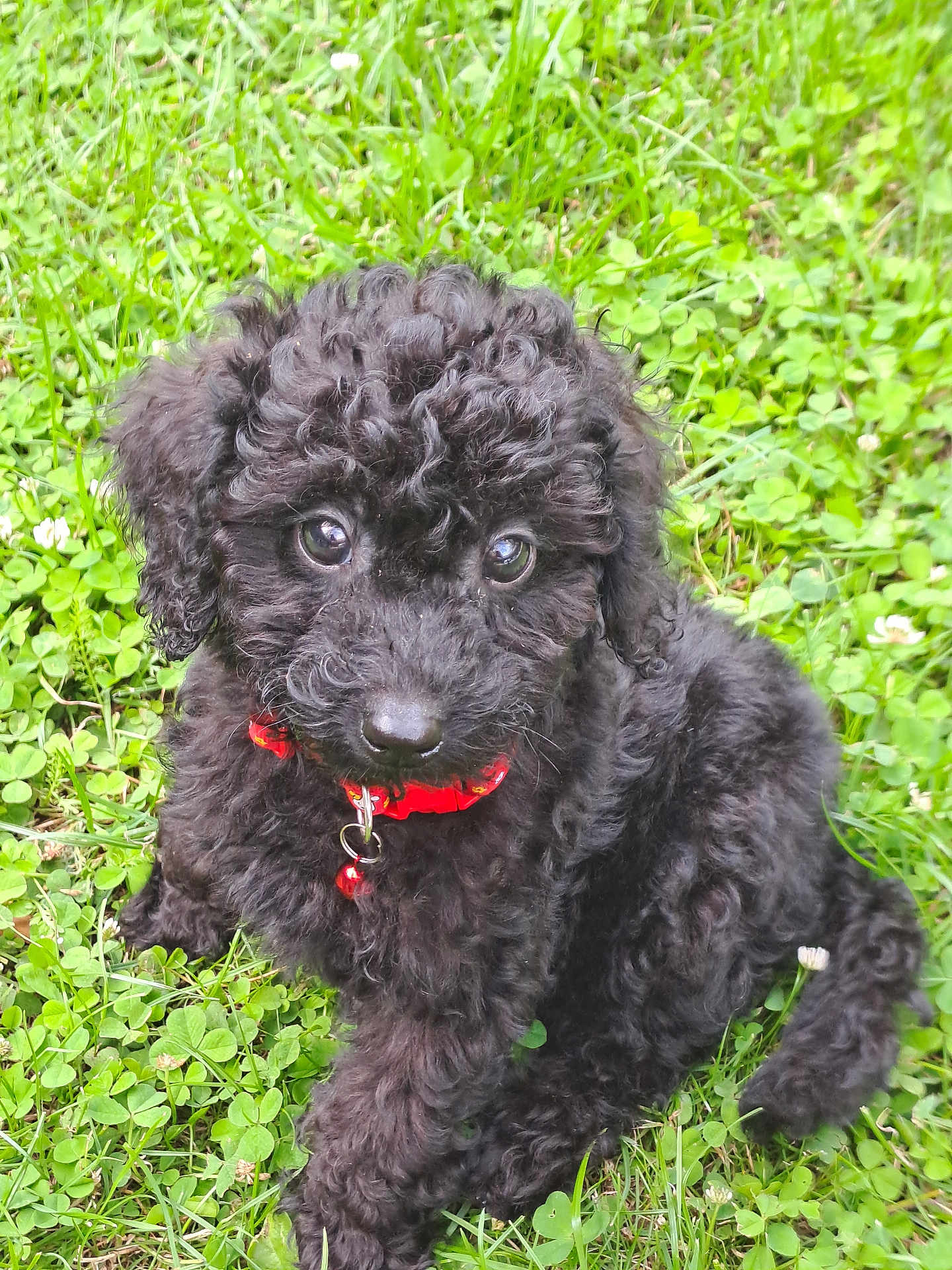 Alfred a rejoint le concours — aidez-le/la à gagner de superbes lots ! adorable, animal, bell, black_dog, clover, collar, curly_fur, cute, eyes, fur, grass, nature, outdoor, pet, playful, puppy, sitting, small_dog, summer, young_dog