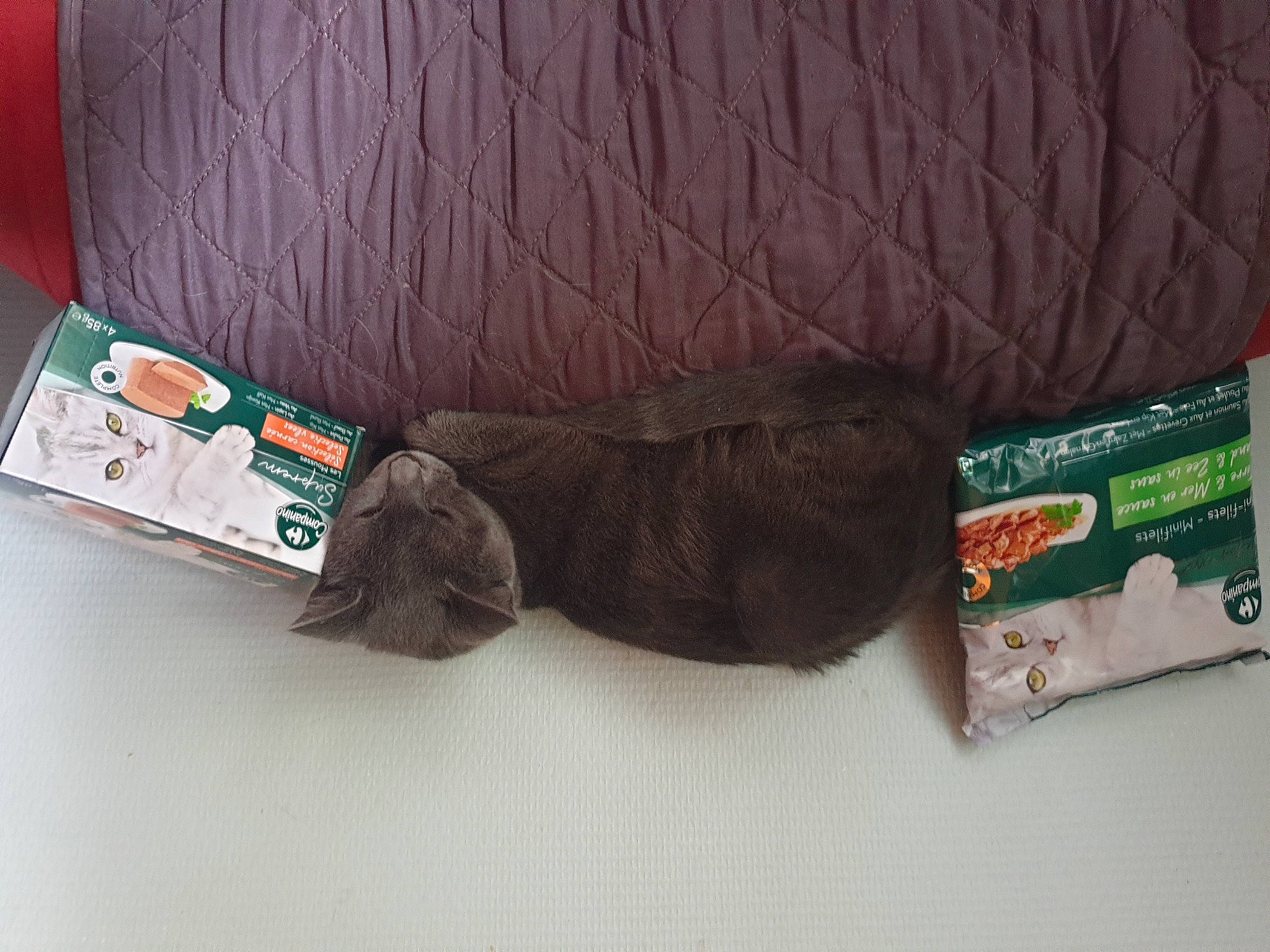 Rock a rejoint le concours — aidez-le/la à gagner de superbes lots ! carnivore, cat, comfort, domestic_short_haired_cat, felidae, fur, liver, packing_materials, small_to_medium_sized_cats, sporting_group, tail, whiskers, wood