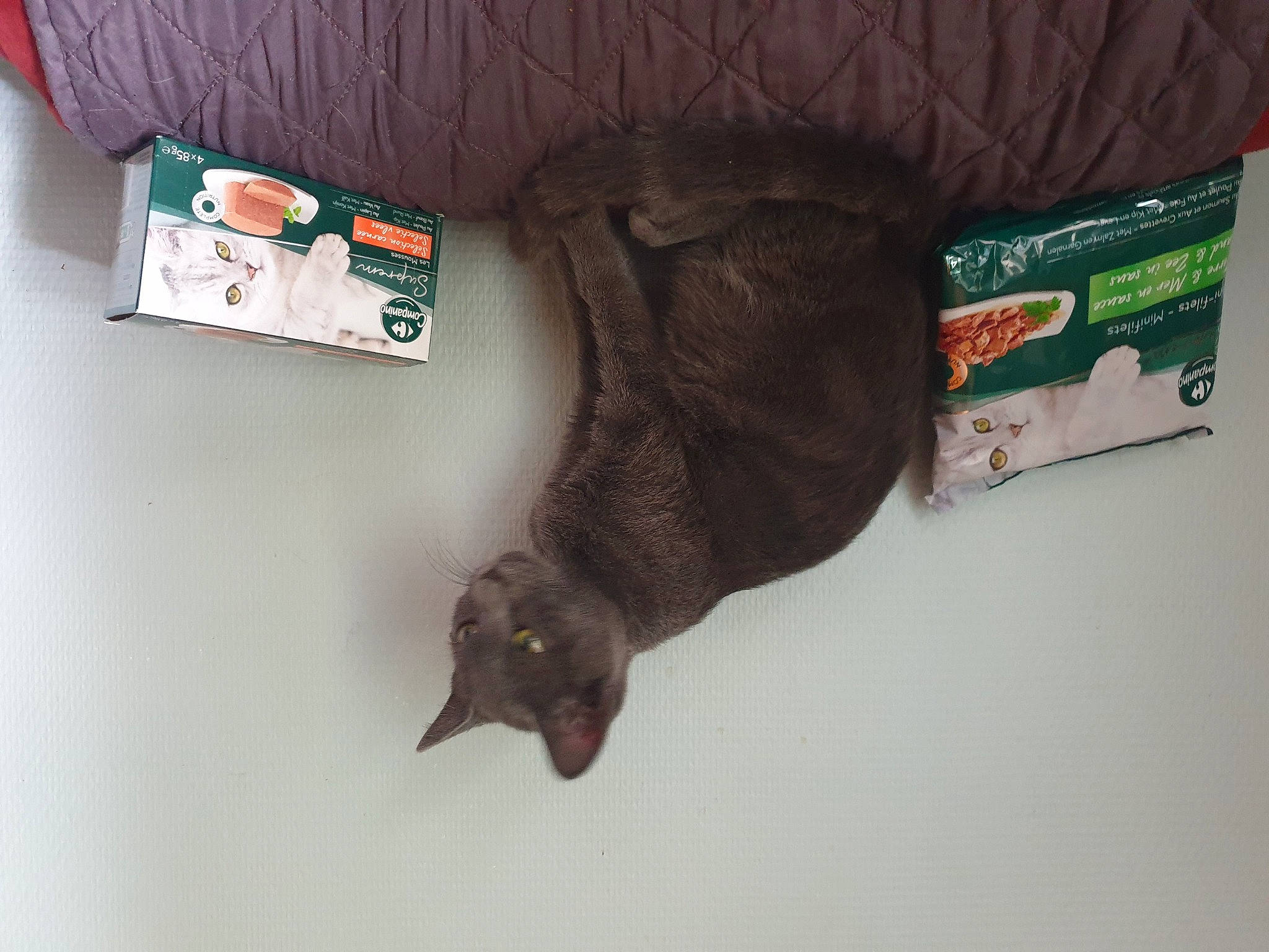 Rock a rejoint le concours — aidez-le/la à gagner de superbes lots ! black_cat, canidae, carnivore, cat, claw, couch, dog_breed, domestic_short_haired_cat, felidae, fur, sleeve, small_to_medium_sized_cats, sporting_group, tail, whiskers, working_animal