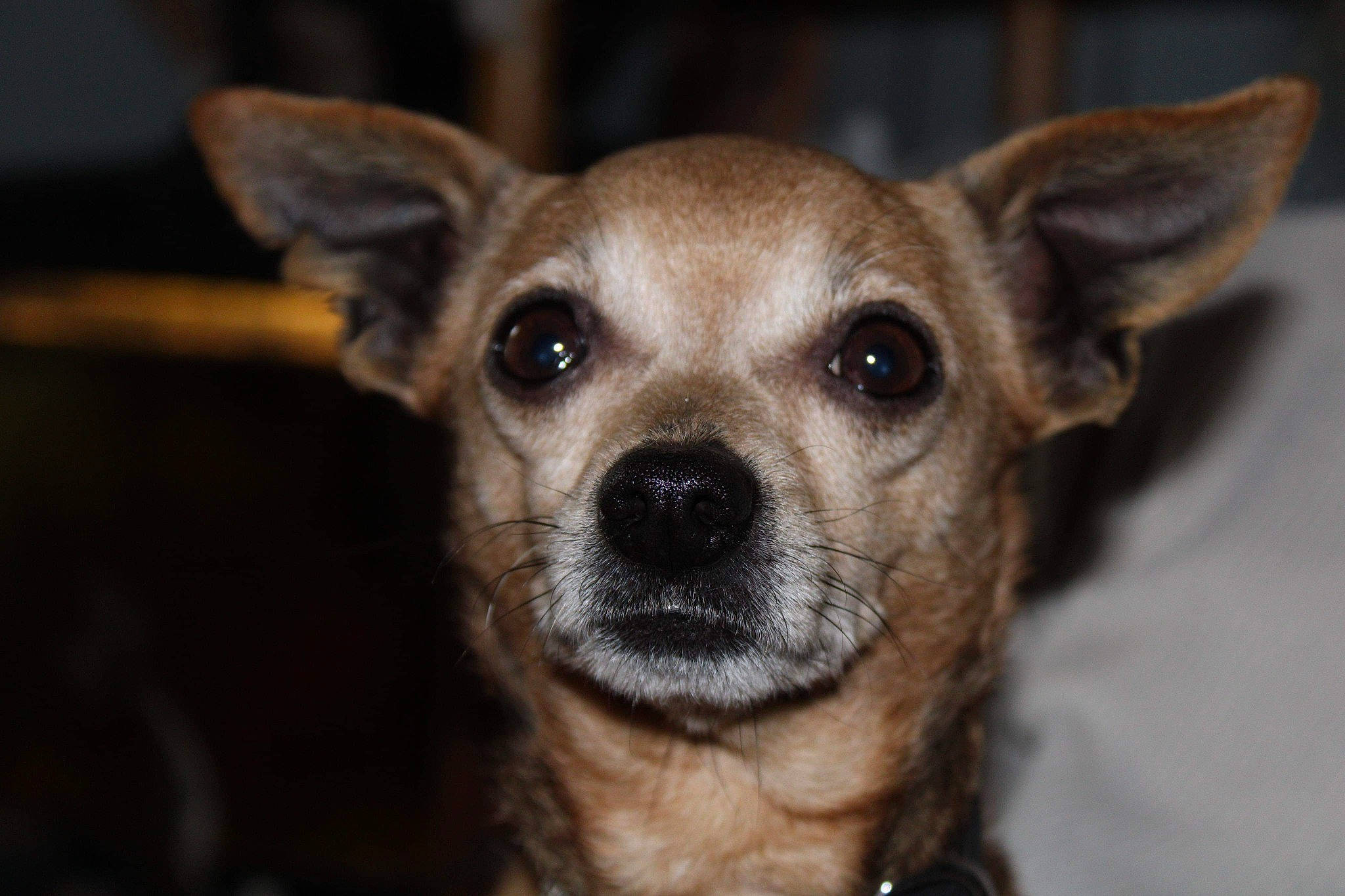 Modjo a rejoint le concours — aidez-le/la à gagner de superbes lots ! canidae, carnivore, companion_dog, corgi_chihuahua, dog, dog_breed, ear, fawn, fur, sporting_group, terrestrial_animal, toy_dog, whiskers, wildlife