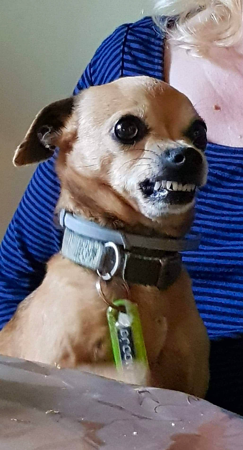 Modjo a rejoint le concours — aidez-le/la à gagner de superbes lots ! canidae, carnivore, collar, companion_dog, dog, dog_breed, dog_collar, dog_supply, ear, fashion_accessory, fawn, fur, leash, liver, pet_supply, snout, sporting_group, toy_dog, whiskers, working_animal