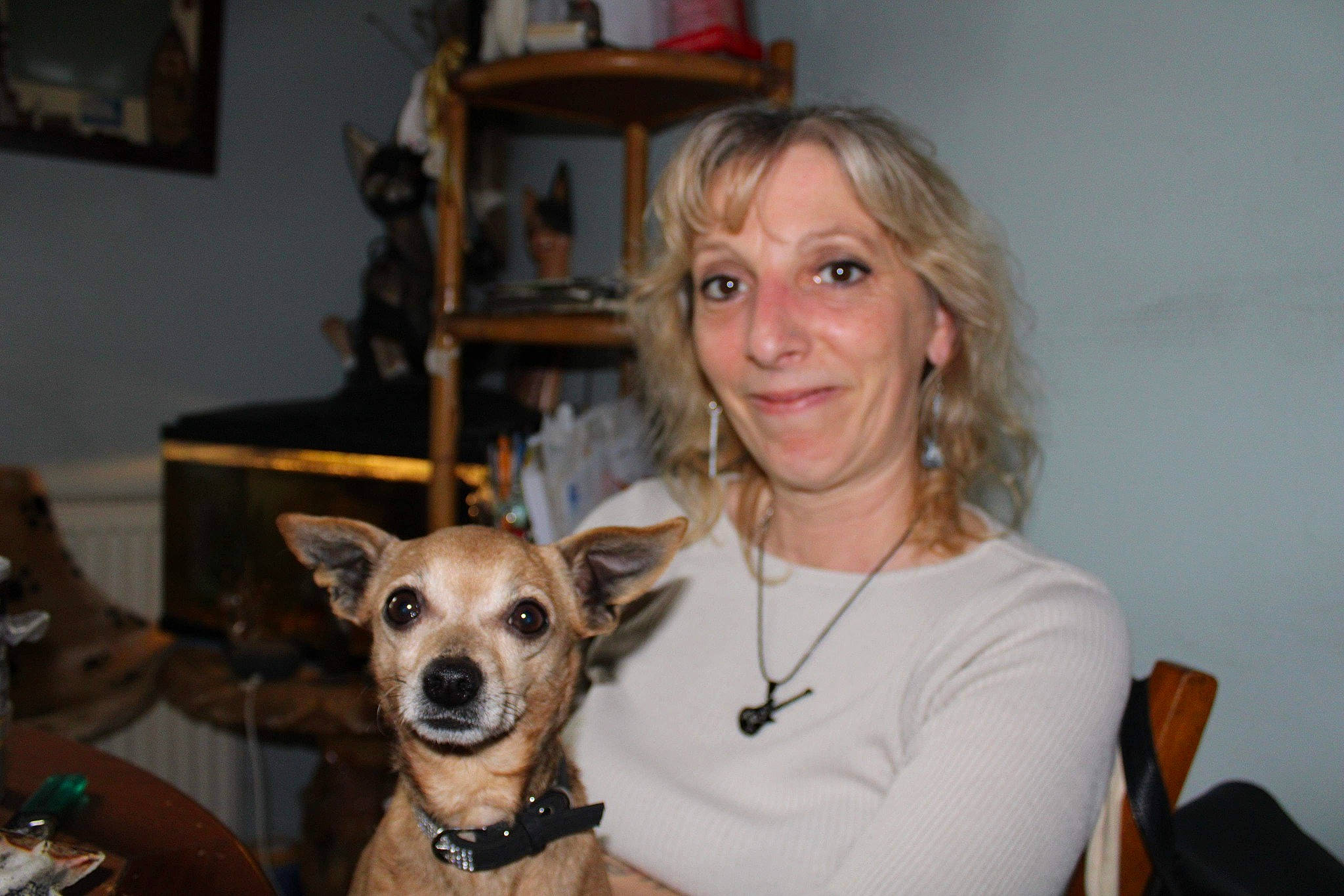 Modjo participe au concours pour gagner de l'argent avec cette photo : bookcase, canidae, carnivore, collar, companion_dog, dog, dog_breed, ear, event, fawn, fur, picture_frame, room, shelf, sitting, sleeve, smile, sporting_group, toy_dog, whiskers