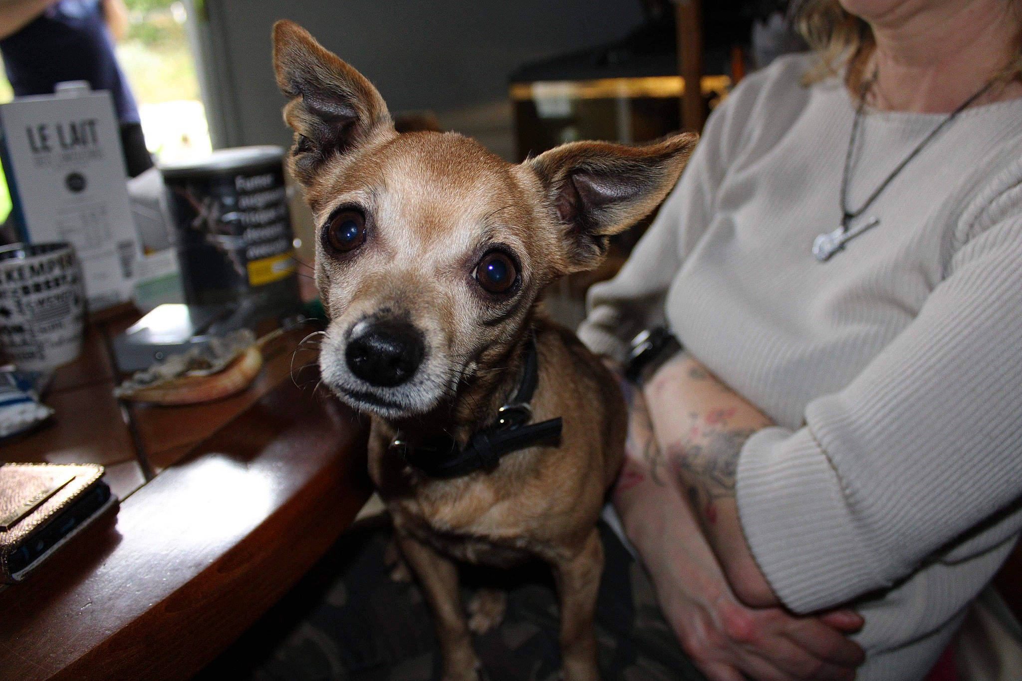 Modjo a rejoint le concours — aidez-le/la à gagner de superbes lots ! ancient_dog_breeds, canidae, carnivore, collar, companion_dog, corgi_chihuahua, dog, dog_breed, dog_collar, ear, fawn, fur, snout, sporting_group, table, toy_dog, whiskers