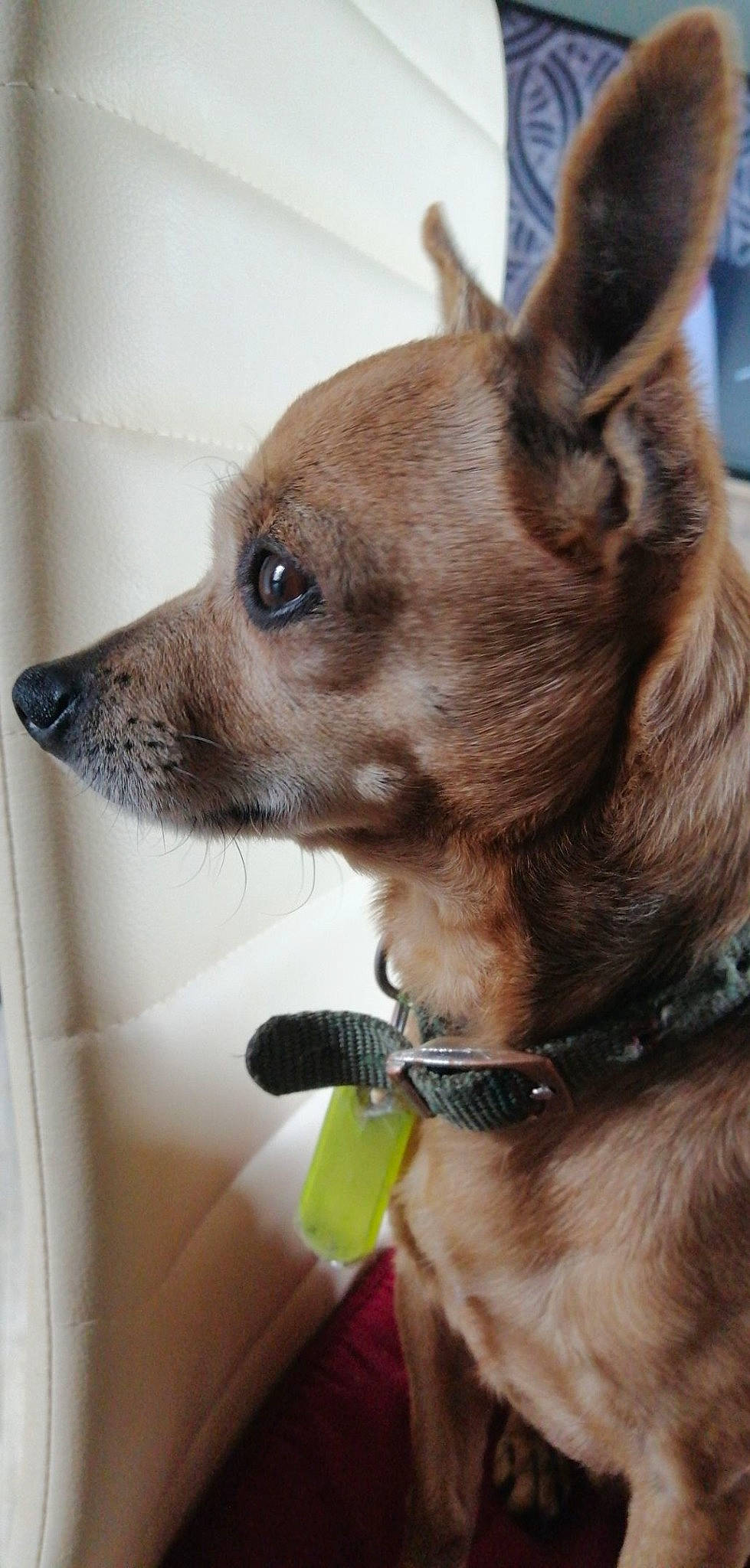 Modjo participe au concours pour gagner de l'argent avec cette photo : canidae, carnivore, chihuahua, collar, companion_dog, dog, dog_breed, dog_collar, dog_supply, ear, fawn, fur, leash, liver, pet_supply, snout, sporting_group, toy_dog, whiskers, working_animal