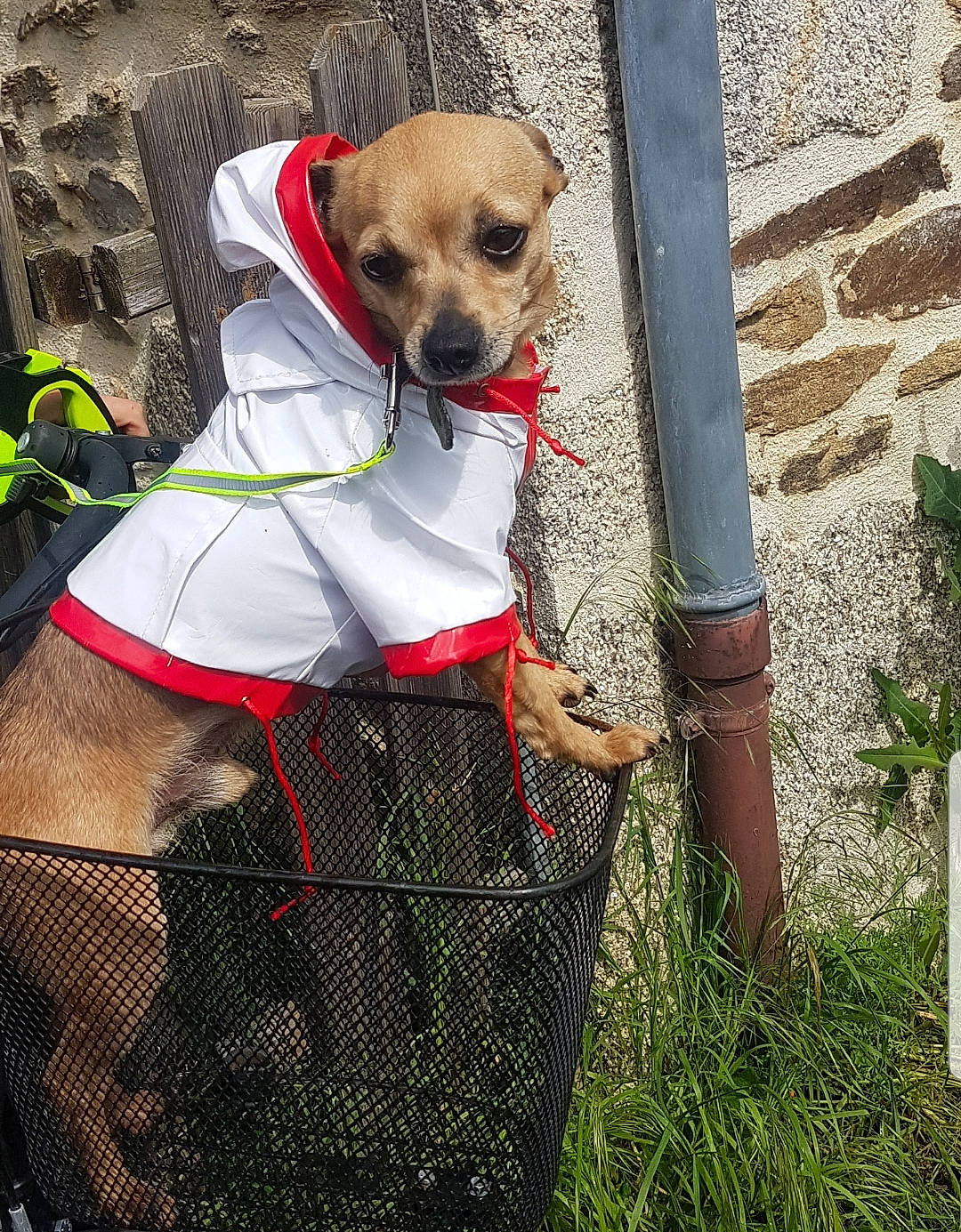 Modjo participe au concours pour gagner de l'argent avec cette photo : canidae, carnivore, chihuahua, companion_dog, dog, dog_breed, dog_clothes, fawn, grass, plant, puppy, snout, toy_dog, tree