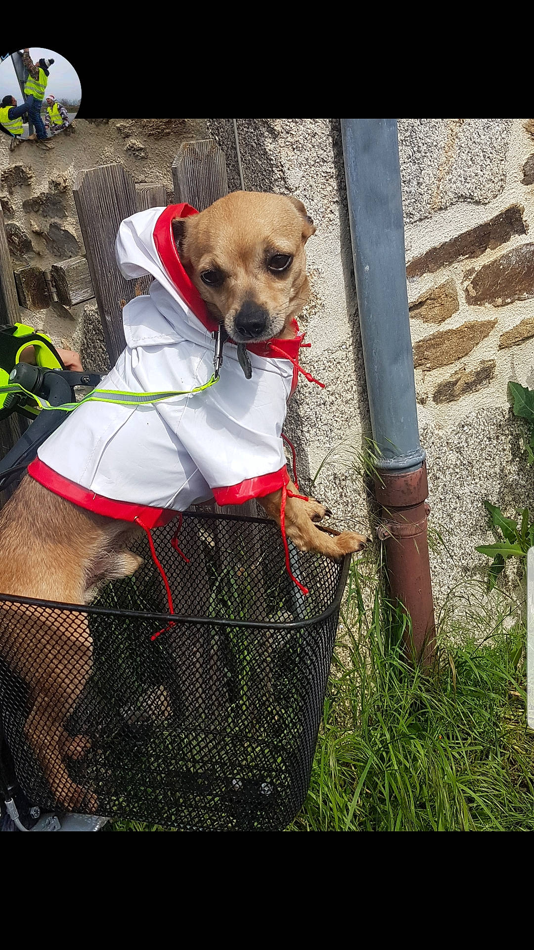 Modjo a rejoint le concours — aidez-le/la à gagner de superbes lots ! canidae, carnivore, chihuahua, companion_dog, dog, dog_breed, dog_clothes, fawn, mammal, puggle, puppy, snout, sporting_group