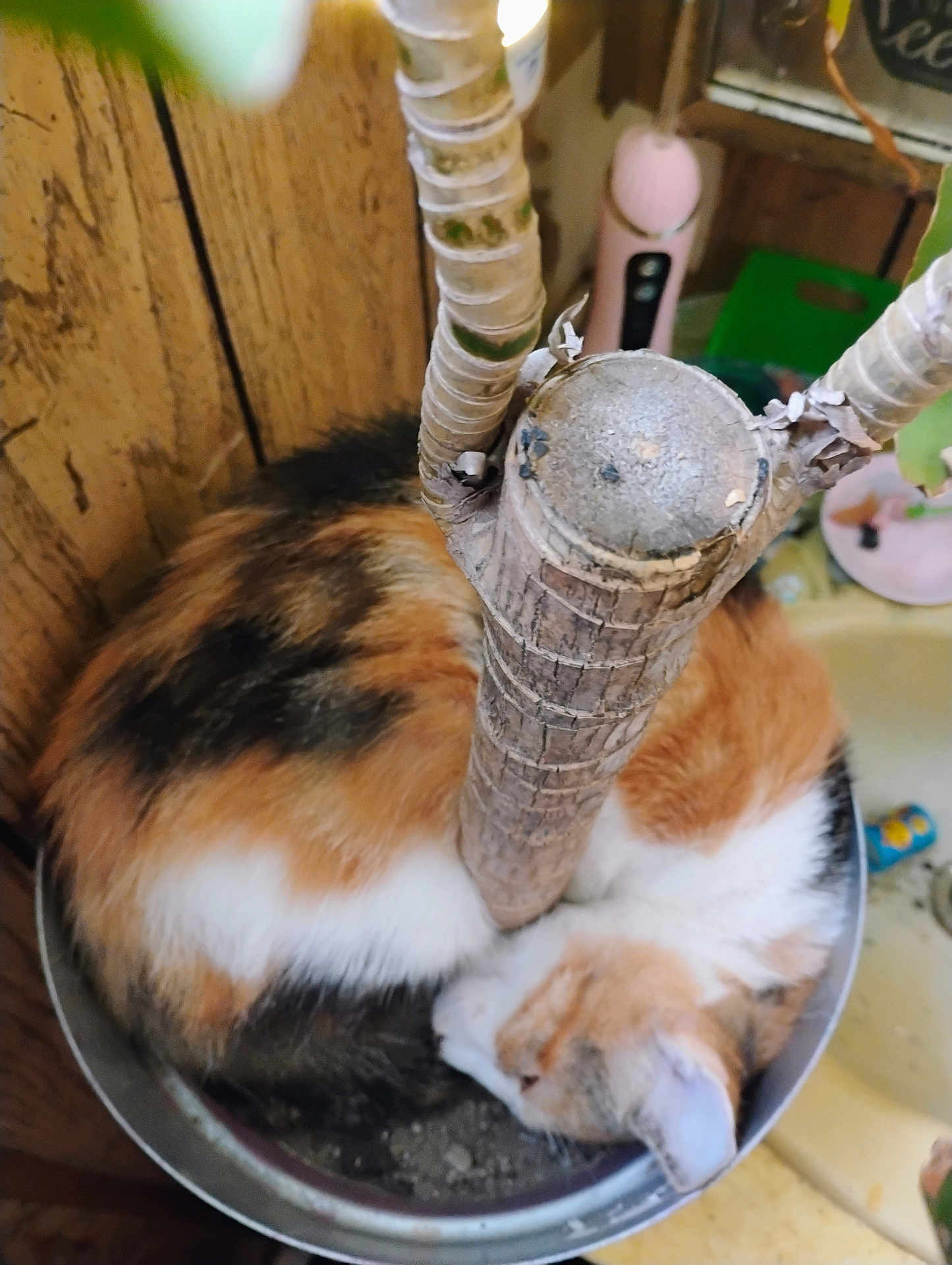 Noodle joined the competition — help win amazing prizes! cat, calico, sleeping, curled_up, plant_pot, wooden_background, indoor, fur, pet, cozy, resting, animal, orange, black, white, close_up, domestic, feline, nature, container