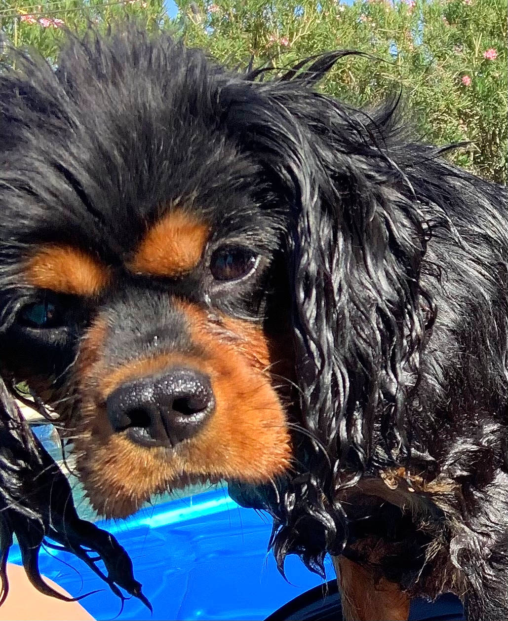 Pippa is registered to the contest to win money with this photo: canidae, carnivore, collar, companion_dog, dog, dog_breed, fur, giant_dog_breed, liver, snout, spaniel, sporting_group, terrestrial_animal, water_dog, working_animal, working_dog