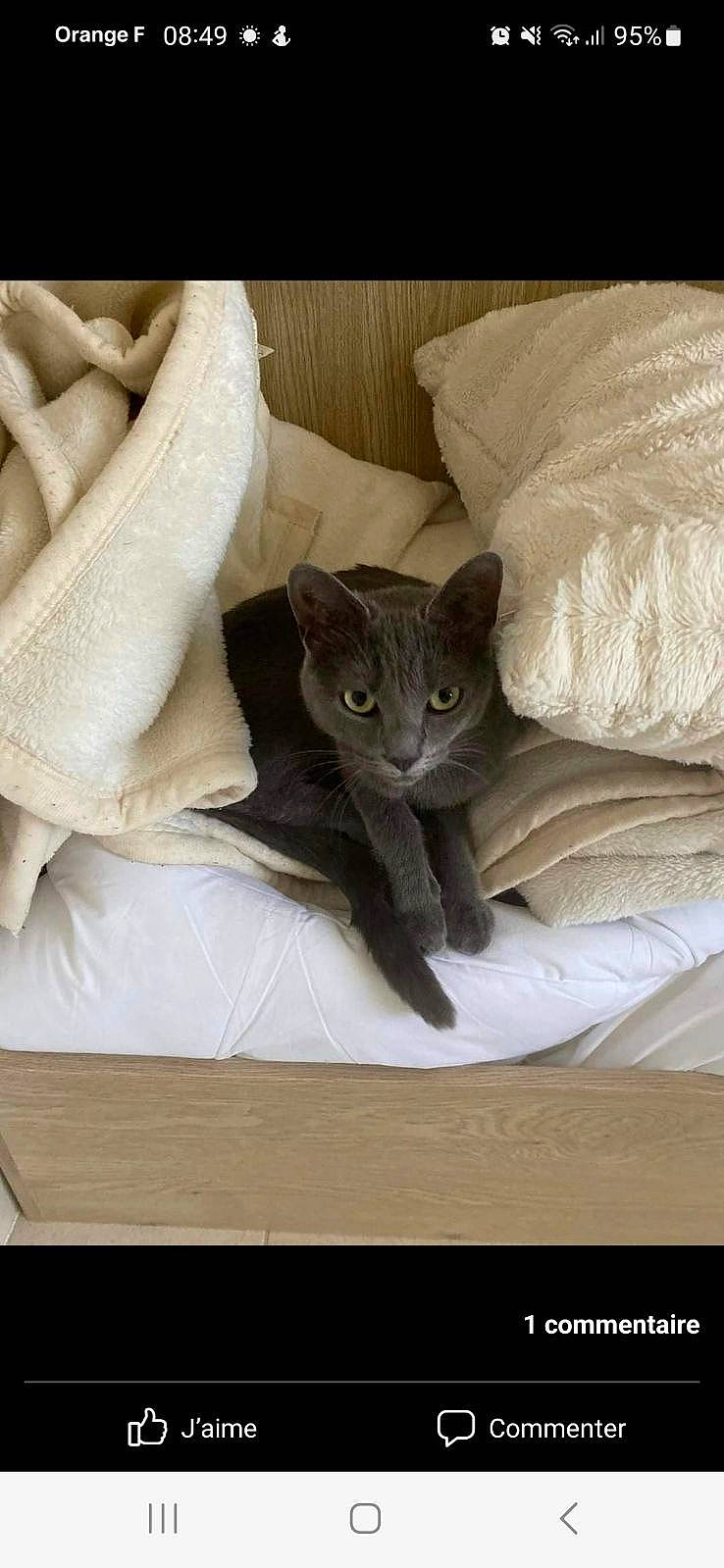 Yuna a rejoint le concours — aidez-le/la à gagner de superbes lots ! carnivore, cat, cat_supply, comfort, domestic_short_haired_cat, felidae, fur, grey, linens, mammal, rectangle, russian_blue, sitting, small_to_medium_sized_cats, tail, terrestrial_animal, whiskers
