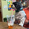 dog, person, table, plastic_cup, iced_tea, straw, wooden_table, collar, hand, orange_shirt, watch, drawing, artwork, wall, indoor, furniture, pet, curly_fur, black_and_white, sitting