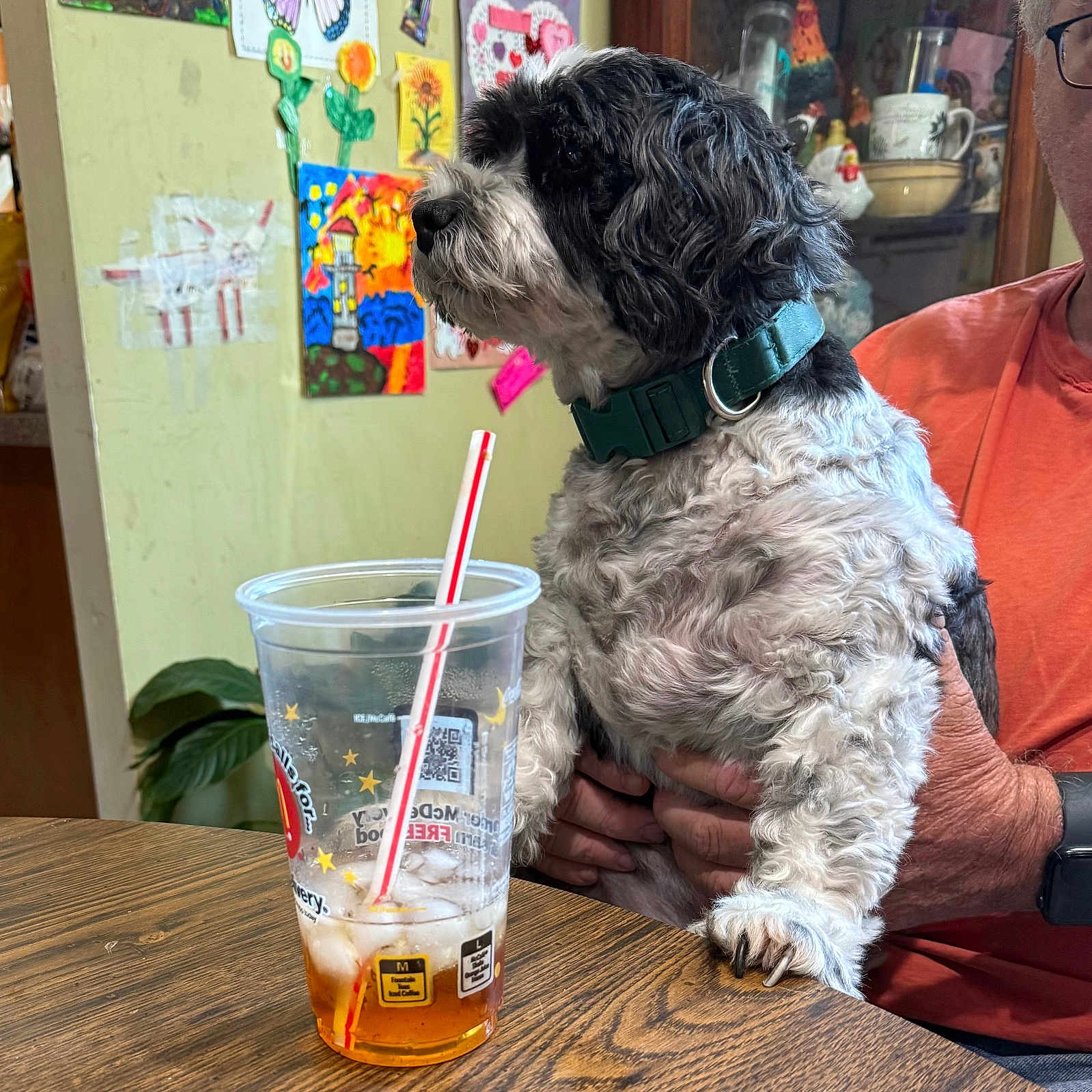 Oreo is registered to the contest to win money with this photo: dog, person, table, plastic_cup, iced_tea, straw, wooden_table, collar, hand, orange_shirt, watch, drawing, artwork, wall, indoor, furniture, pet, curly_fur, black_and_white, sitting