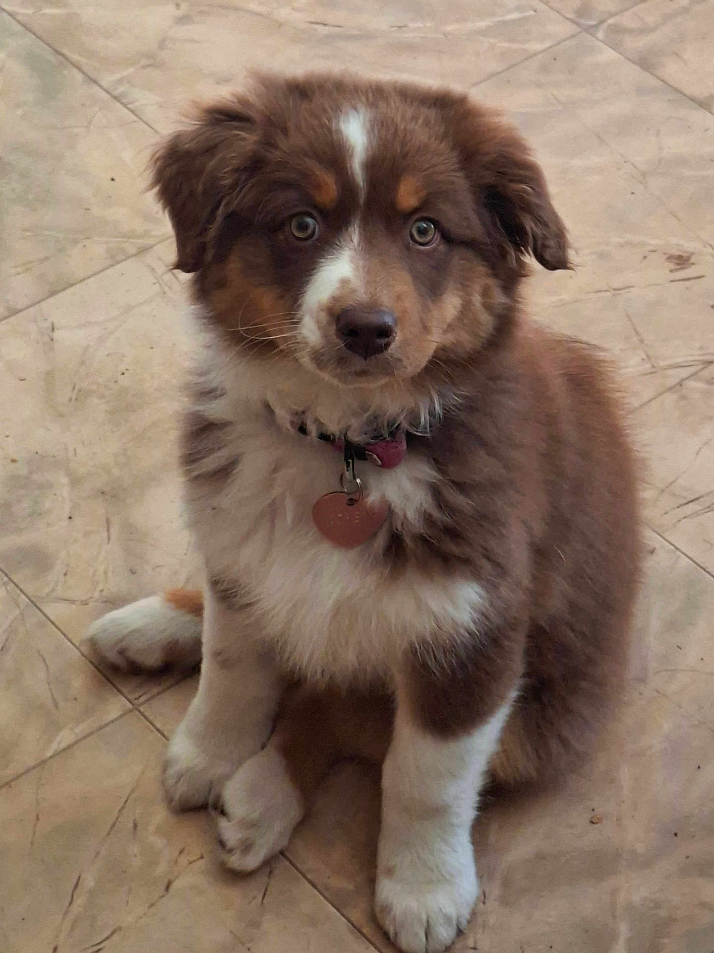 Athena a rejoint le concours — aidez-le/la à gagner de superbes lots ! puppy, dog, brown, white, fluffy, collar, heart_tag, sitting, floor, tile, pet, young_dog, cute, fur, animal, indoor, looking, ears, nose, paws