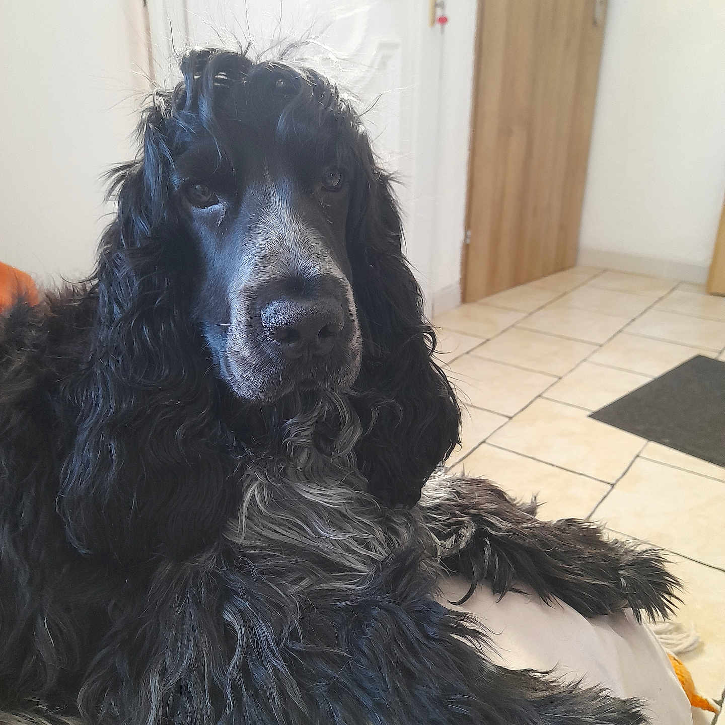 Vasco a rejoint le concours — aidez-le/la à gagner de superbes lots ! afghanhound, animal, canine, cockerspaniel, dog, door, homedecor, hound, mat, newfoundland, papillon, pet, pointer, poodle, puppy, rug, slate, terrier, tile, wood