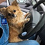Syah a rejoint le concours — aidez-le/la à gagner de superbes lots ! animal, brown_dog, car_door, car_interior, companion, cute, dog, ears, fluffy, furry, indoor, jeans, lap, paw, pet, seated, small_dog, steering_wheel, vehicle, window