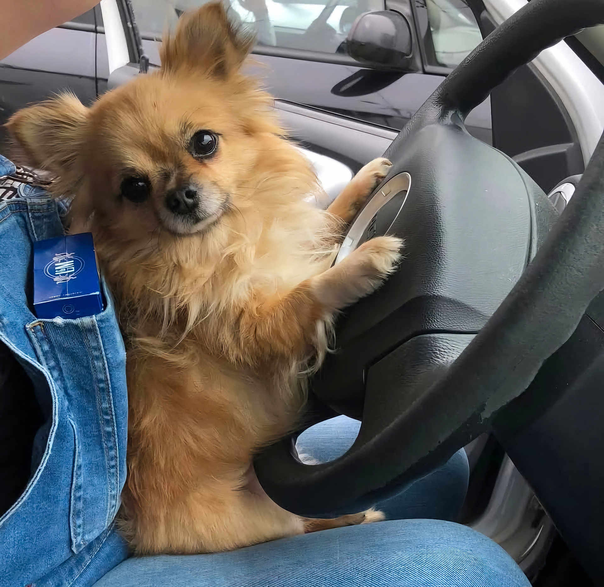 Syah a rejoint le concours — aidez-le/la à gagner de superbes lots ! dog, small_dog, fluffy, steering_wheel, car_interior, jeans, lap, pet, animal, cute, seated, ears, furry, brown_dog, window, car_door, paw, vehicle, companion, indoor