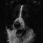 Severine Petreaux a rejoint le concours — aidez-le/la à gagner de superbes lots ! animal, black_and_white, canine, close_up, contrast, dark_background, dog, expression, eyes, friendly, fur, happy, monochrome, muzzle, nose, pet, portrait, studio, tongue_out, whiskers