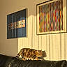 cat, tabby, leather_couch, shadow, sunlight, wall, painting, artwork, indoor, pet, feline, striped, animal, home, living_room, decor, curious, walking, sunny, cozy