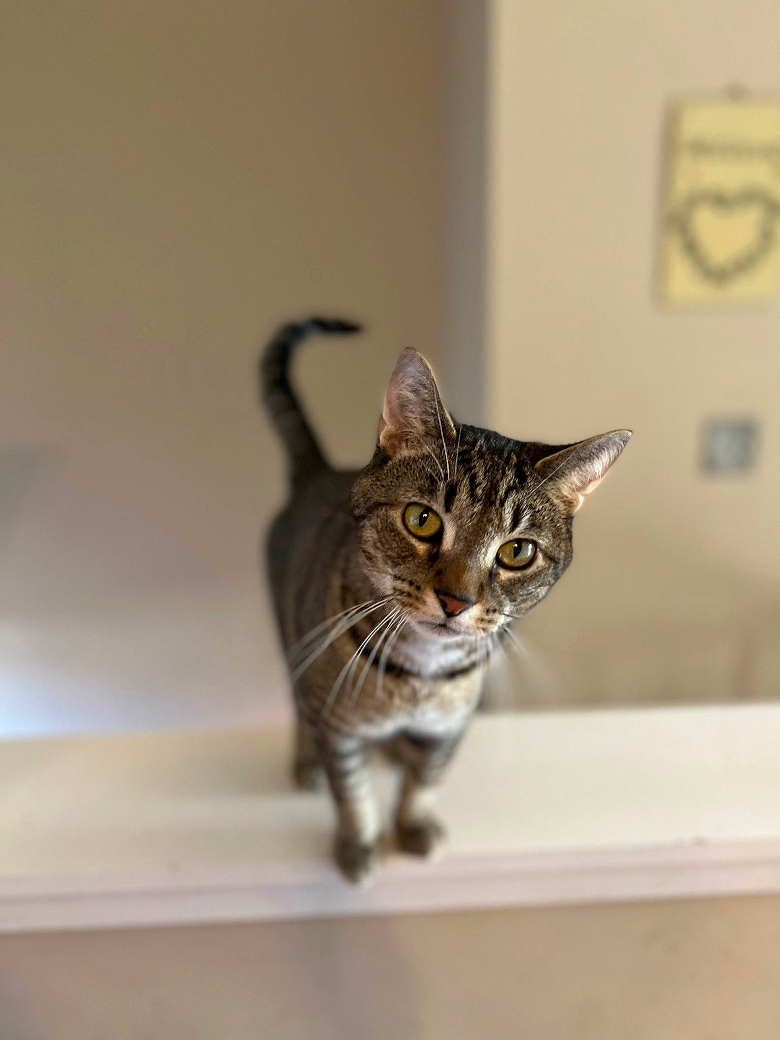 Fig is registered to the contest to win money with this photo: carnivore, cat, domestic_short_haired_cat, eye, felidae, flooring, fur, metal, small_to_medium_sized_cats, snout, tail, terrestrial_animal, whiskers, wildlife, wood