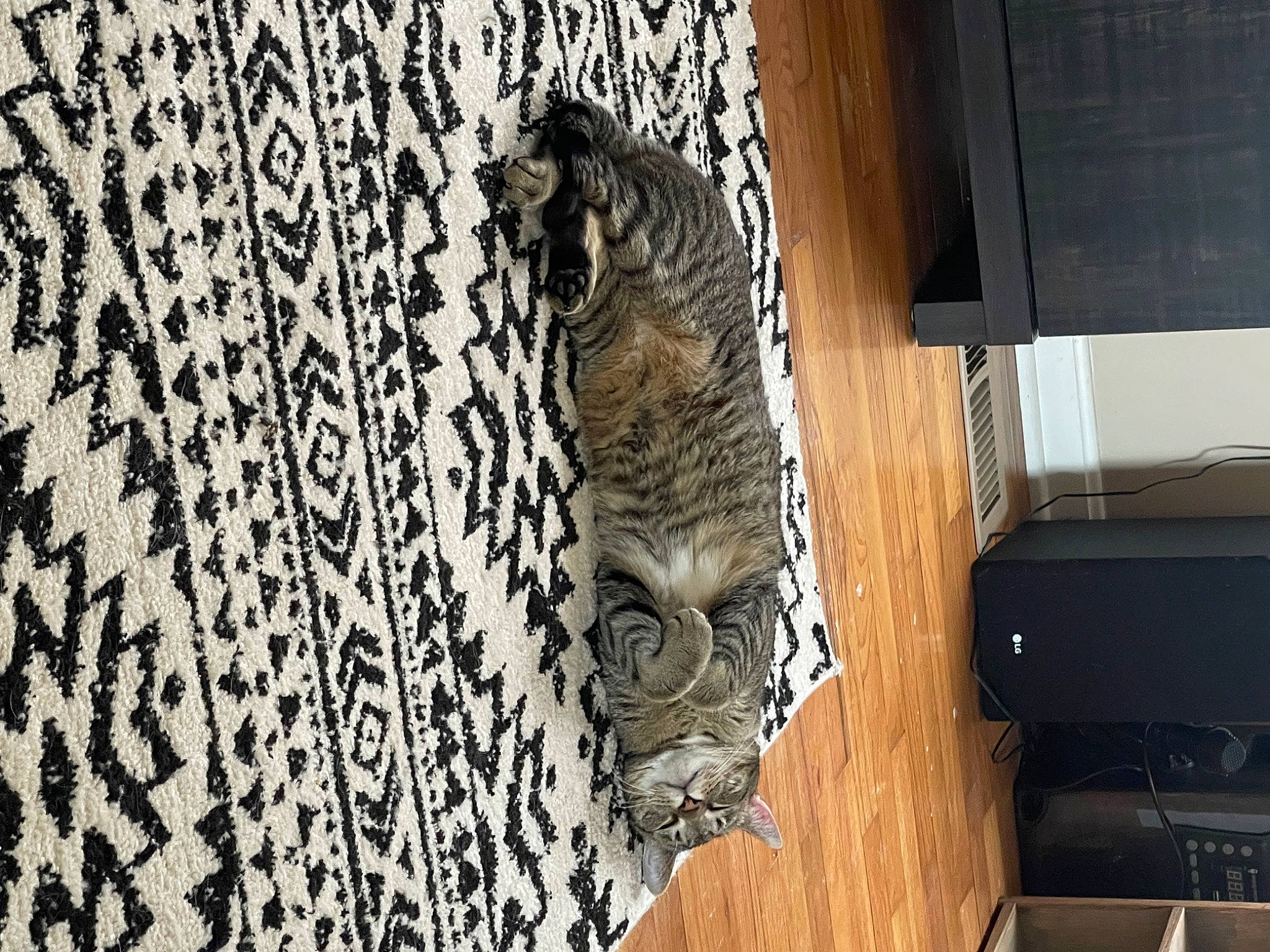 Fig joined the competition — help win amazing prizes! building, carnivore, cat, domestic_short_haired_cat, door, felidae, flooring, fur, grey, hardwood, house, pattern, small_to_medium_sized_cats, snout, tail, tree, trunk, whiskers, window, wood