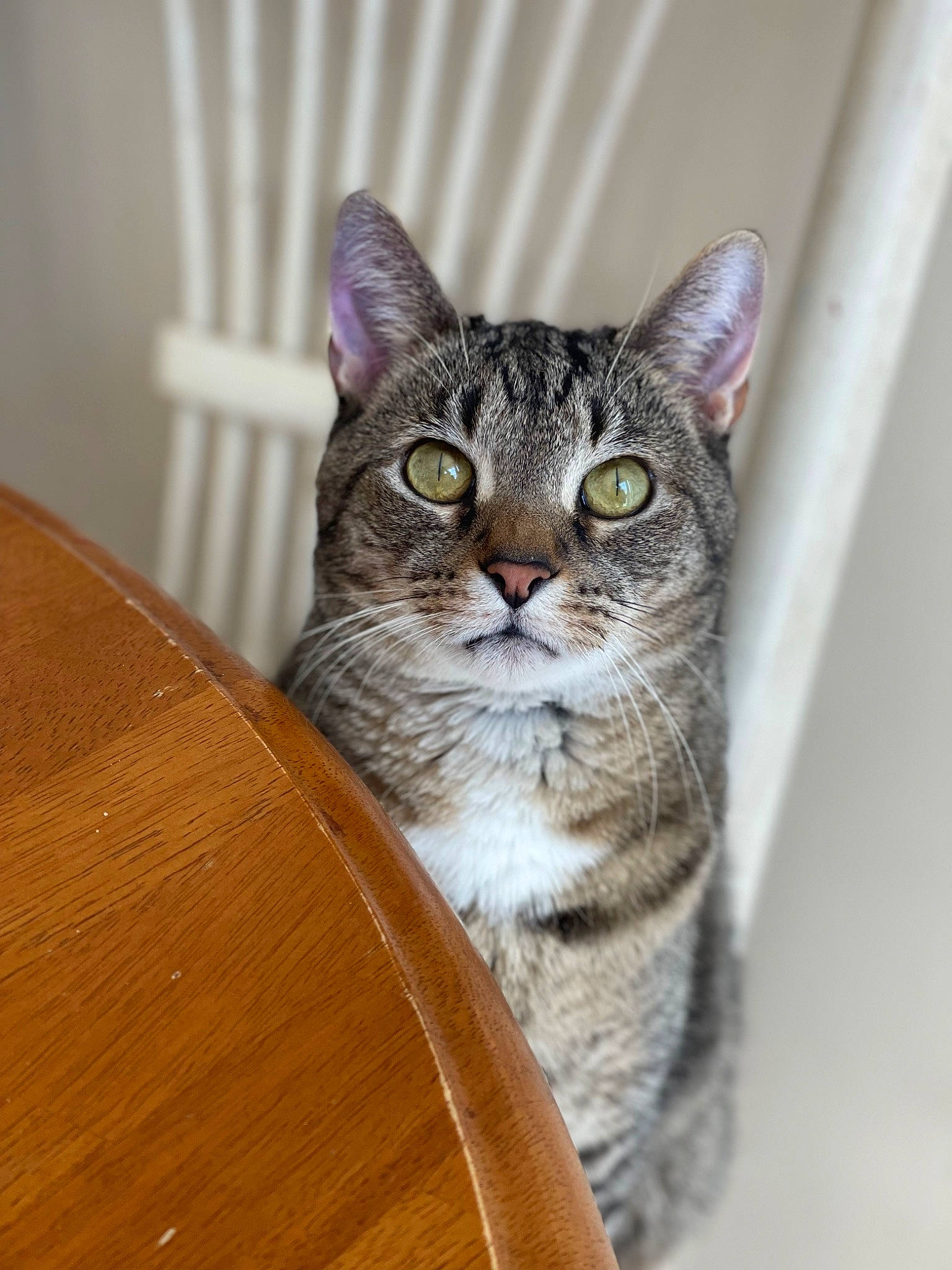 Fig is registered to the contest to win money with this photo: carnivore, cat, cat_supply, domestic_short_haired_cat, door, felidae, fur, grey, hardwood, iris, small_to_medium_sized_cats, snout, tail, terrestrial_animal, varnish, whiskers, wood, wood_stain