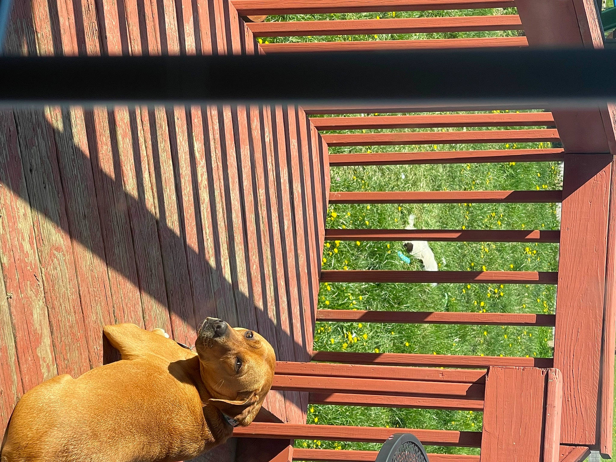 Kennedy joined the competition — help win amazing prizes! art, bench, fawn, grass, green, hardwood, light, line, outdoor_bench, outdoor_furniture, plant, rectangle, terrestrial_animal, tints_and_shades, vertebrate, wall, wood, wood_stain, working_animal, yellow