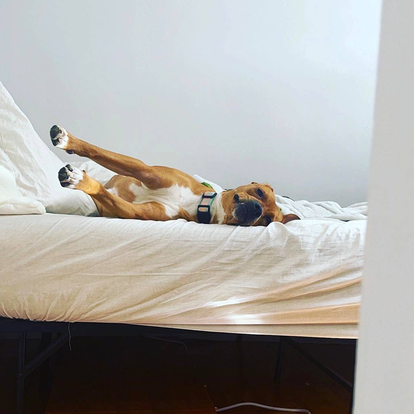 Kennedy is registered to the contest to win money with this photo: art, bed, bed_sheet, bedding, bedroom, carnivore, comfort, companion_dog, dog, dog_breed, elbow, fawn, flooring, hardwood, human_leg, knee, leisure, linens, room, wood
