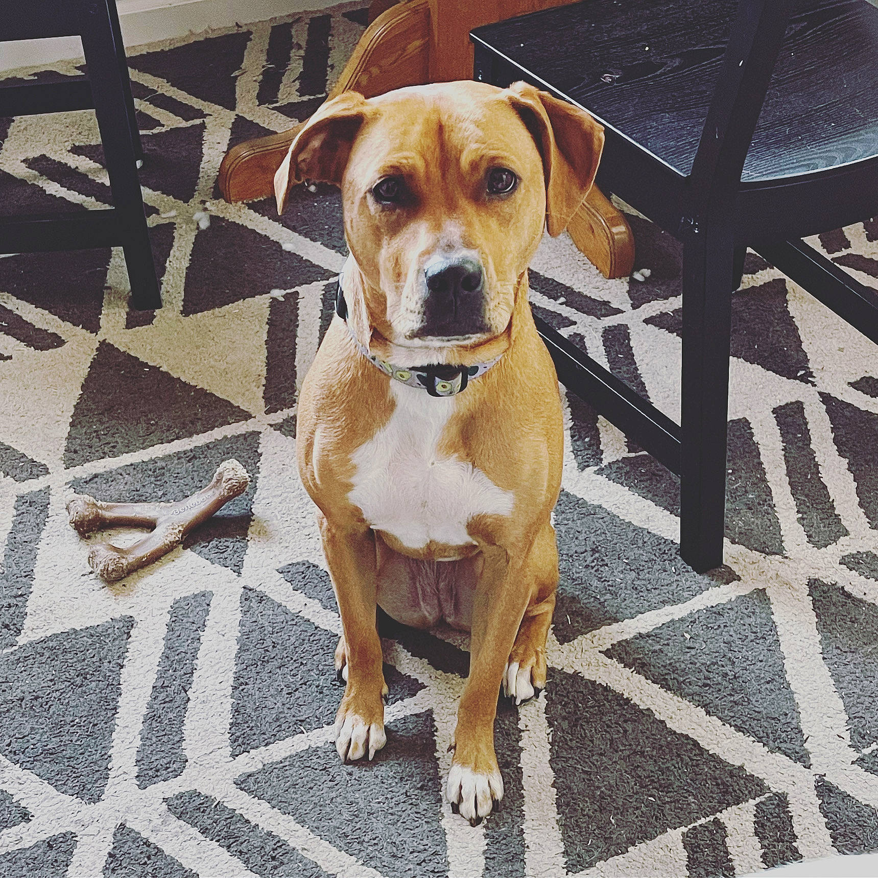 Kennedy joined the competition — help win amazing prizes! canidae, carnivore, collar, companion_dog, dog, dog_breed, dog_collar, dog_supply, fawn, floor, flooring, leash, outdoor_furniture, pet_supply, road_surface, sidewalk, snout, sporting_group, whiskers, working_animal