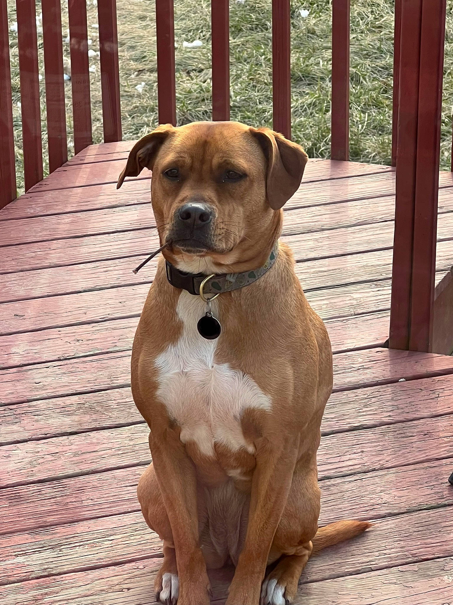 Kennedy joined the competition — help win amazing prizes! carnivore, collar, companion_dog, dog, dog_breed, dog_collar, dog_supply, fence, gun_dog, hardwood, liver, molosser, paw, pet_supply, plank, snout, tail, whiskers, wood, working_animal