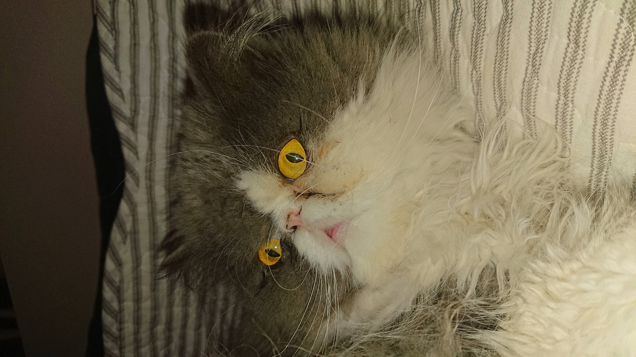 Gizmo a rejoint le concours — aidez-le/la à gagner de superbes lots ! beak, bird_of_prey, carnivore, cat, claw, feather, felidae, fur, small_to_medium_sized_cats, snout, tail, terrestrial_animal, whiskers