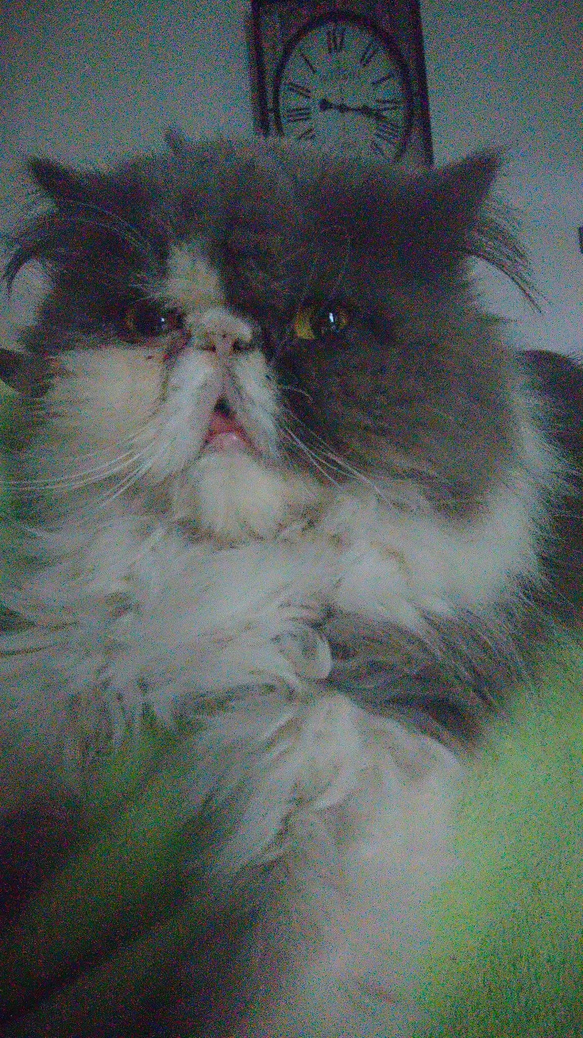 Gizmo a rejoint le concours — aidez-le/la à gagner de superbes lots ! carnivore, cat, felidae, fur, persian, ragdoll, small_to_medium_sized_cats, snout, tail, terrestrial_animal, whiskers