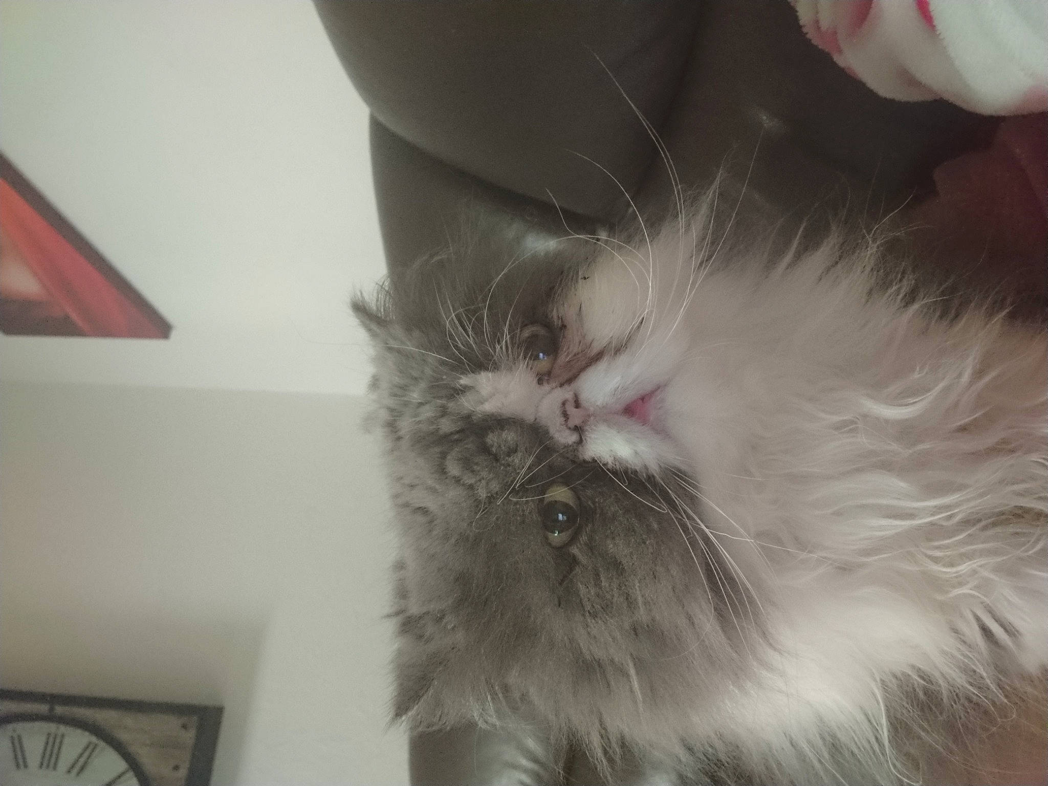 Gizmo a rejoint le concours — aidez-le/la à gagner de superbes lots ! british_longhair, carnivore, cat, claw, clock, comfort, felidae, flooring, fur, paw, small_to_medium_sized_cats, snout, tail, whiskers