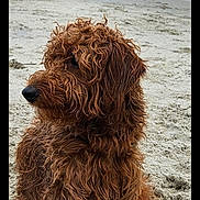 Milo is registered to the contest to win money with this photo: dog, curly_hair, brown, beach, sand, ocean, waves, rocks, sea, pet, animal, canine, outdoor, nature, water, coast, leash, sitting, side_view, fur