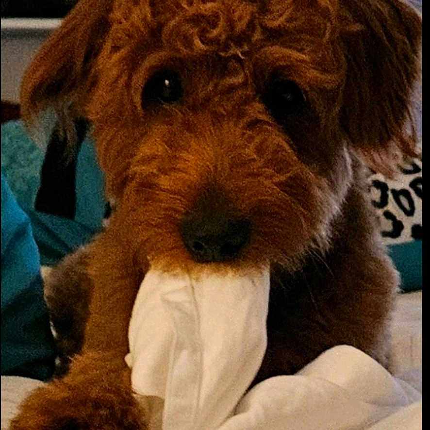 Milo is registered to the contest to win money with this photo: adorable, animal, ball, brown_dog, closeup, companion, curly_fur, cute, dog, domestic, face, fur, indoor, looking, paw, pet, playful, resting, toy, white_cloth