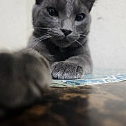 Ralph is registered to the contest to win money with this photo: animal, background, blurred_foreground, cat, close_up, curious, domestic_cat, face, feline, focus, fur, gray_cat, indoor, mammal, paw, pet, playful, table, wall, whiskers