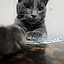 animal, background, blurred_foreground, cat, close_up, curious, domestic_cat, face, feline, focus, fur, gray_cat, indoor, mammal, paw, pet, playful, table, wall, whiskers